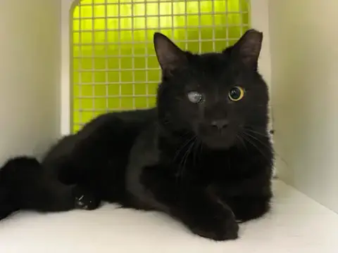Gomez