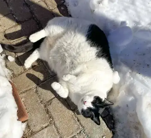 Figaro photo 5