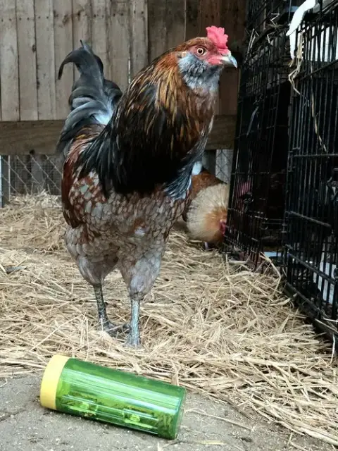 Pepsi photo 3