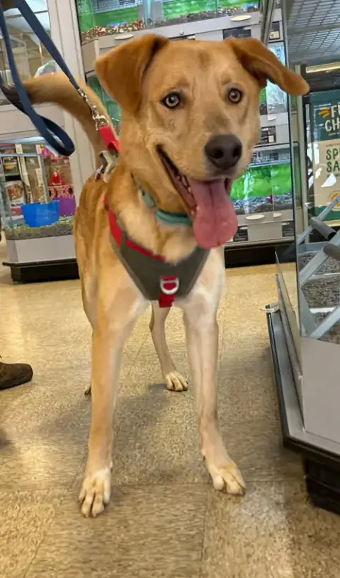 George: Not At Shelter