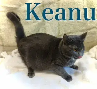 Keanu photo 3