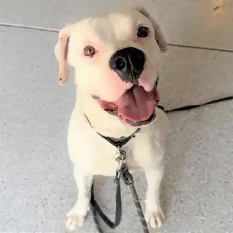 Toby