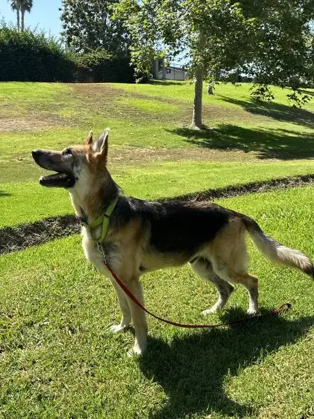 Rex photo 4
