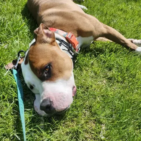 Bowie