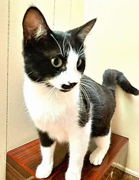 Purry
