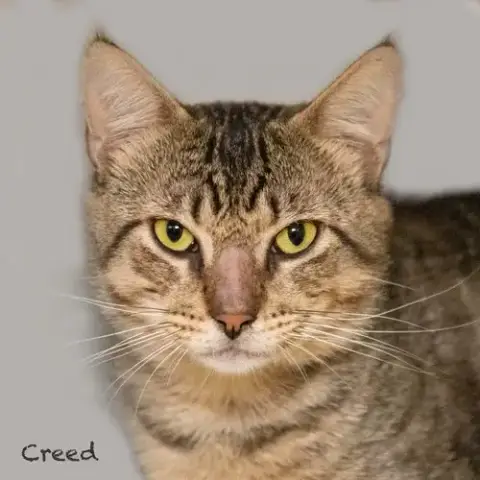 Creed