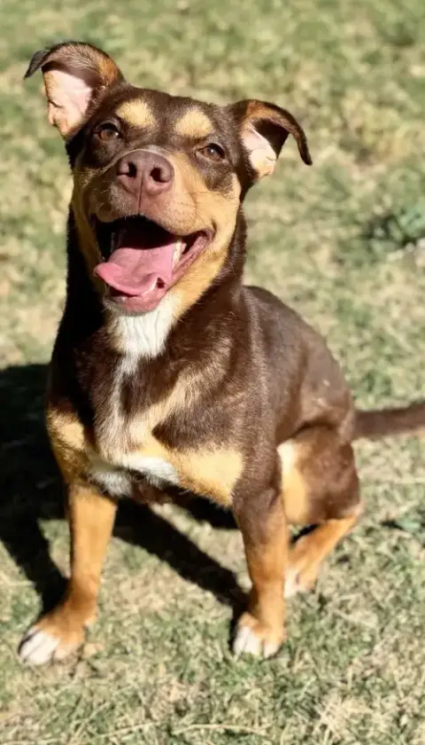 Tinkerbell