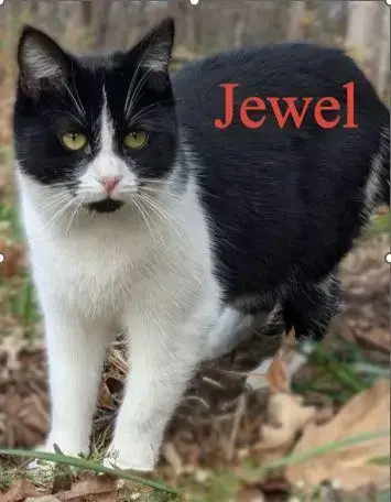Jewel