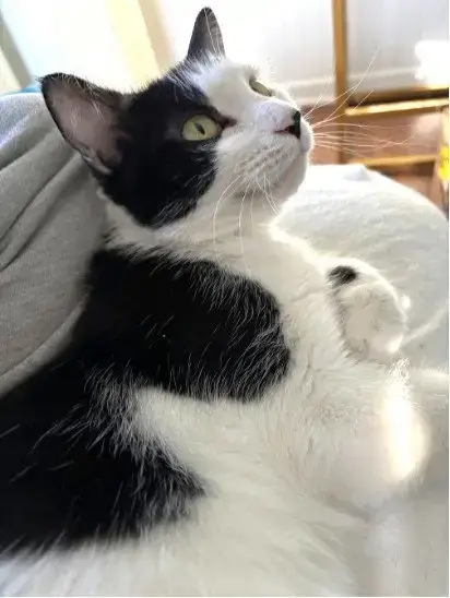 Sylvie