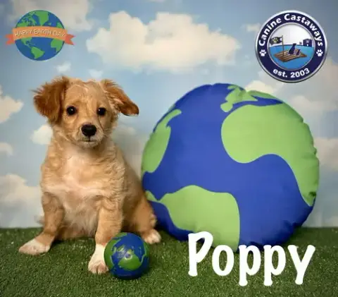 Poppy photo 3