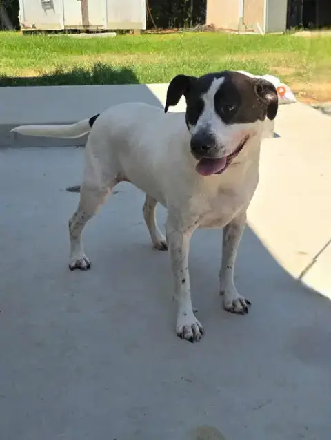 Scout photo 2
