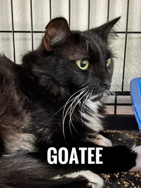 Goatee