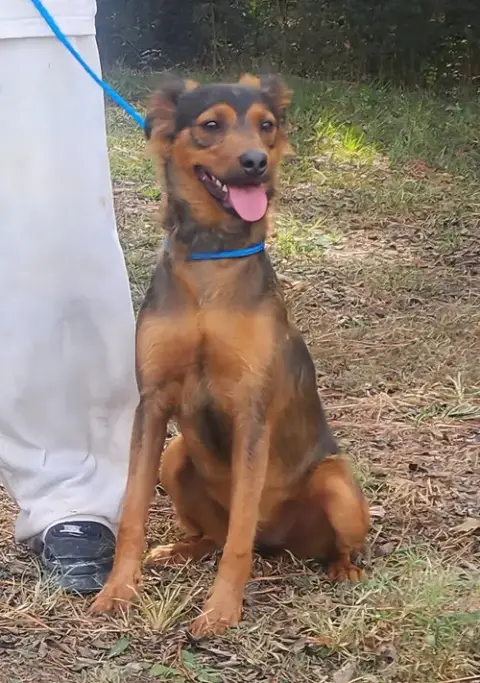260582  Bandit photo 3
