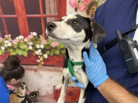 Echo