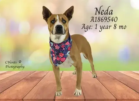 Neda