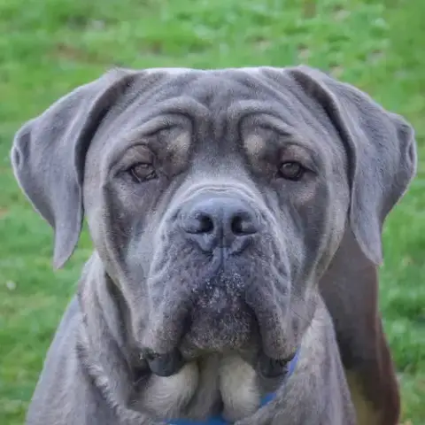 Otis