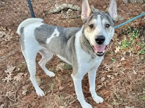 Kato