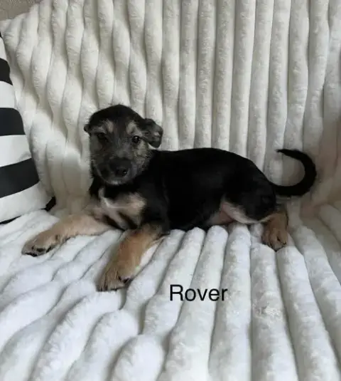 Rover photo 2
