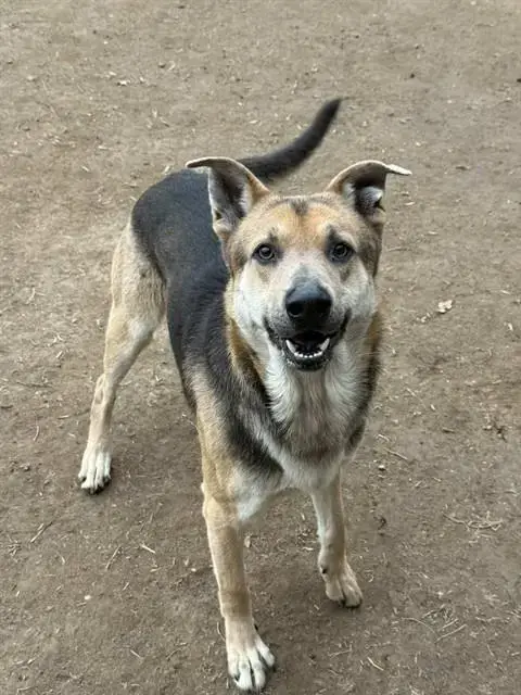 D.O.G.