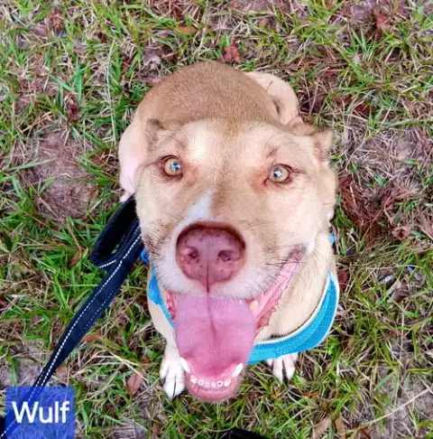 Wulf