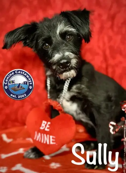 Captain Sully photo 3