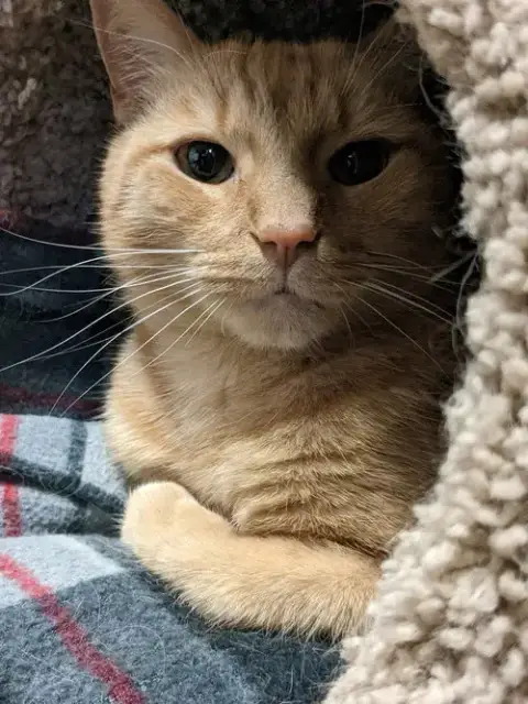 Zeppelin