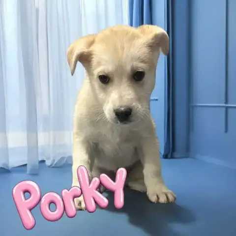 Porky Pig photo 3