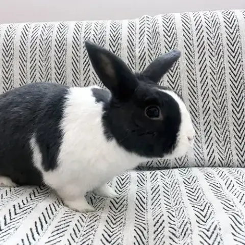 Sal photo 2