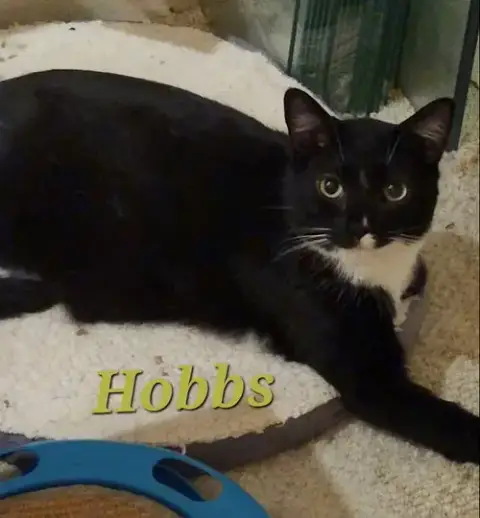 Hobbs photo 2