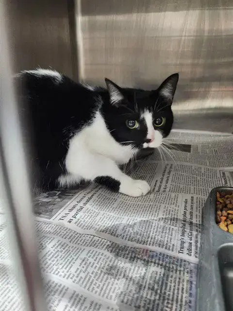 Oreo