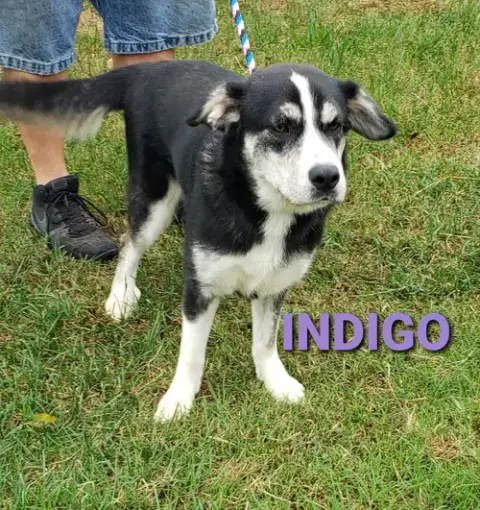 Indigo photo 2