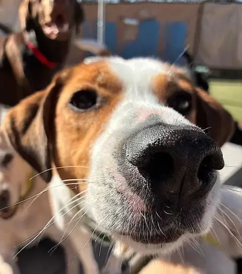 Gracie Mae photo 4