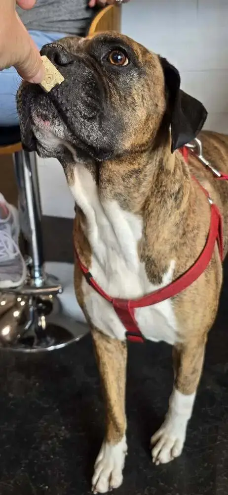 Bruno Vii photo 4