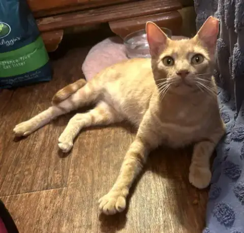 Cinnamon photo 4