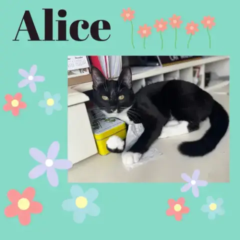 Alice photo 3