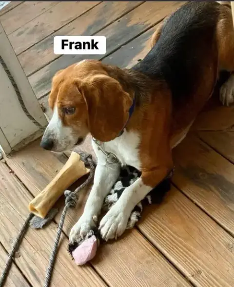 Frank photo 3