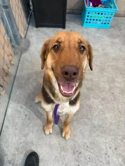 Sweet Girl