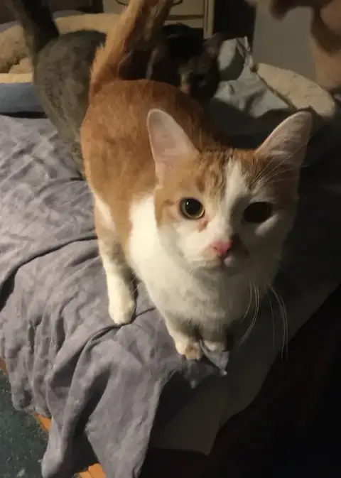 Shelley Bonded With Buttercup photo 4
