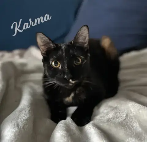 Karma #Car-Stowaway