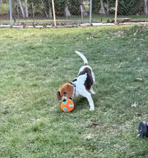 Gus-Beagle Boy photo 3