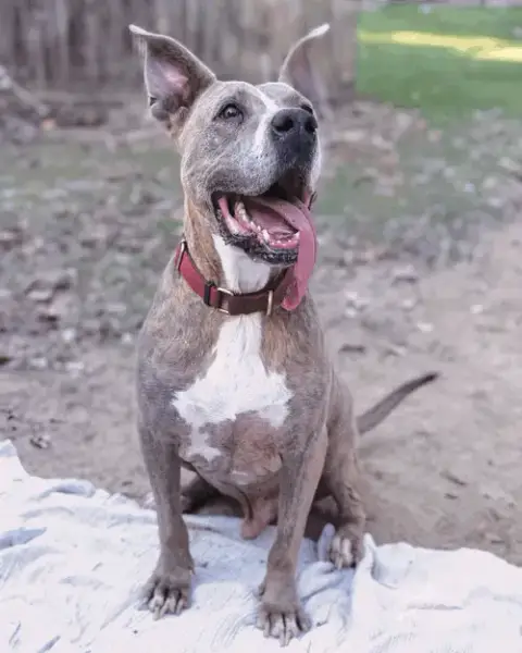 Taz