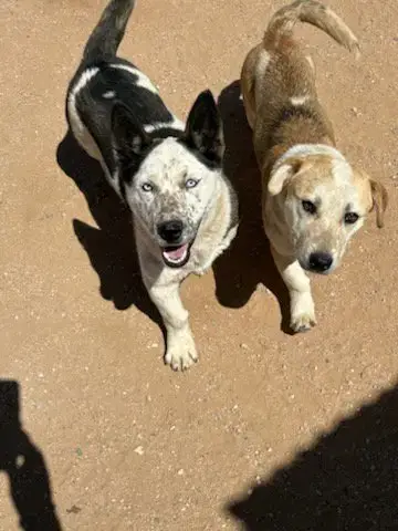 Pal & Blue Eyes-Adopted 2/28/26