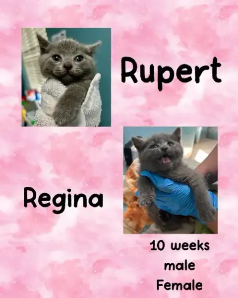 Rupert photo 2