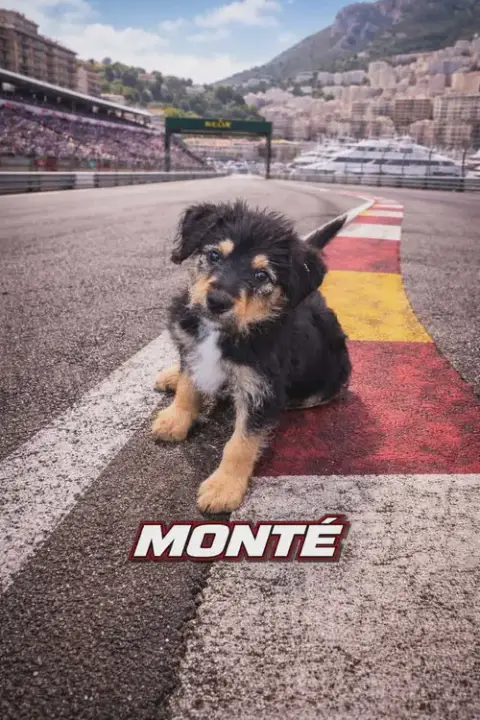 Monte