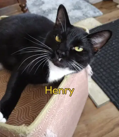 Henry photo 2