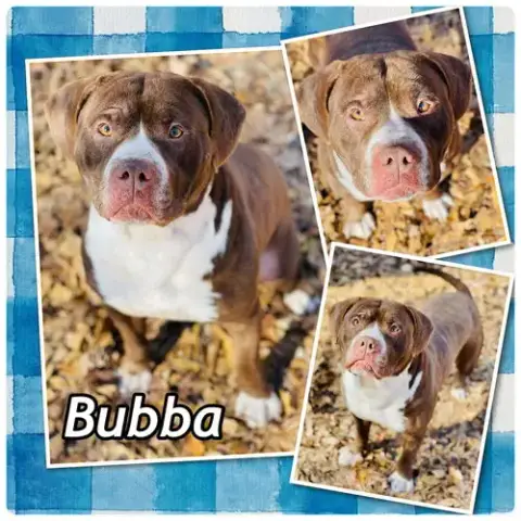 Courtesy Post...Bubba