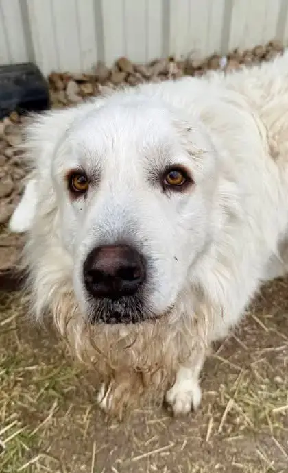 Nash