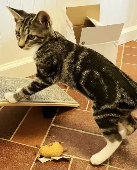Kitten Bonkers photo 2