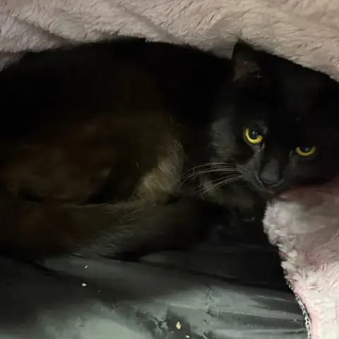 Lennon