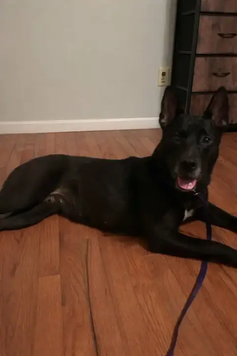 Lucy 2 photo 4
